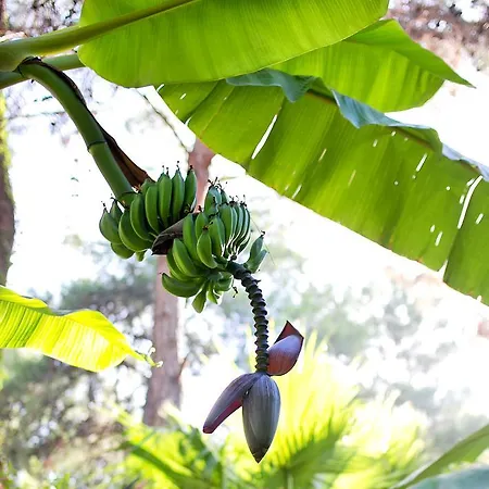 Ξενοδοχείο Marti Myra 5*